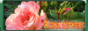Питомник цветов - Розы, гибискусы, фуксии, азалии, пеларгонии. СПб